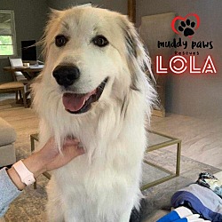 Photo of Lola (Courtesy Post)