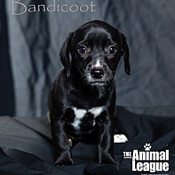 Photo of Bandicoot