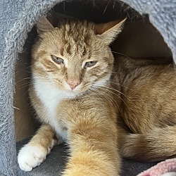 Thumbnail photo of Simba #2