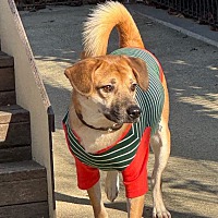 adopt-pet