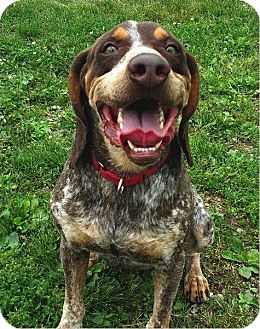 bluetick coonhound puppies for sale in ohio lisbon oh bluetick coonhound meet red a dog for adoption bluetick coonhound puppies for sale in ohio lisbon oh bluetick coonhound meet red a dog for adoption