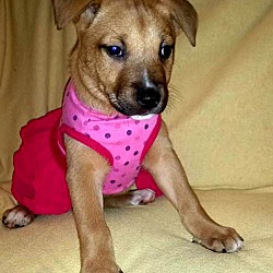 Thumbnail photo of Spice-Adopted! #3