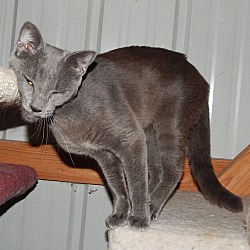 Thumbnail photo of LAPIS - LOVELY RUSSIAN BLUE #2