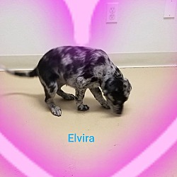 Thumbnail photo of Elvira #2