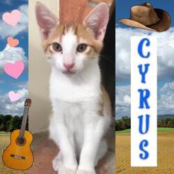 Photo of Cyrus