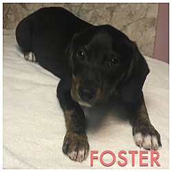 Thumbnail photo of Foster #2