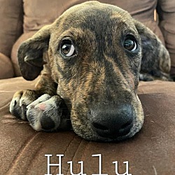 Thumbnail photo of Hulu #2