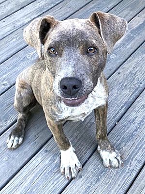 Washington, DC - Mountain Cur. Meet PUPPY CHARMING CARLY a Pet for ...