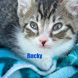 Thumbnail photo of Bucky #1