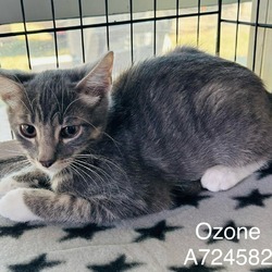 Thumbnail photo of Ozone #1