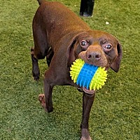 adopt a pet