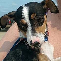 Thumbnail photo of Pepper~ADOPTED! #3