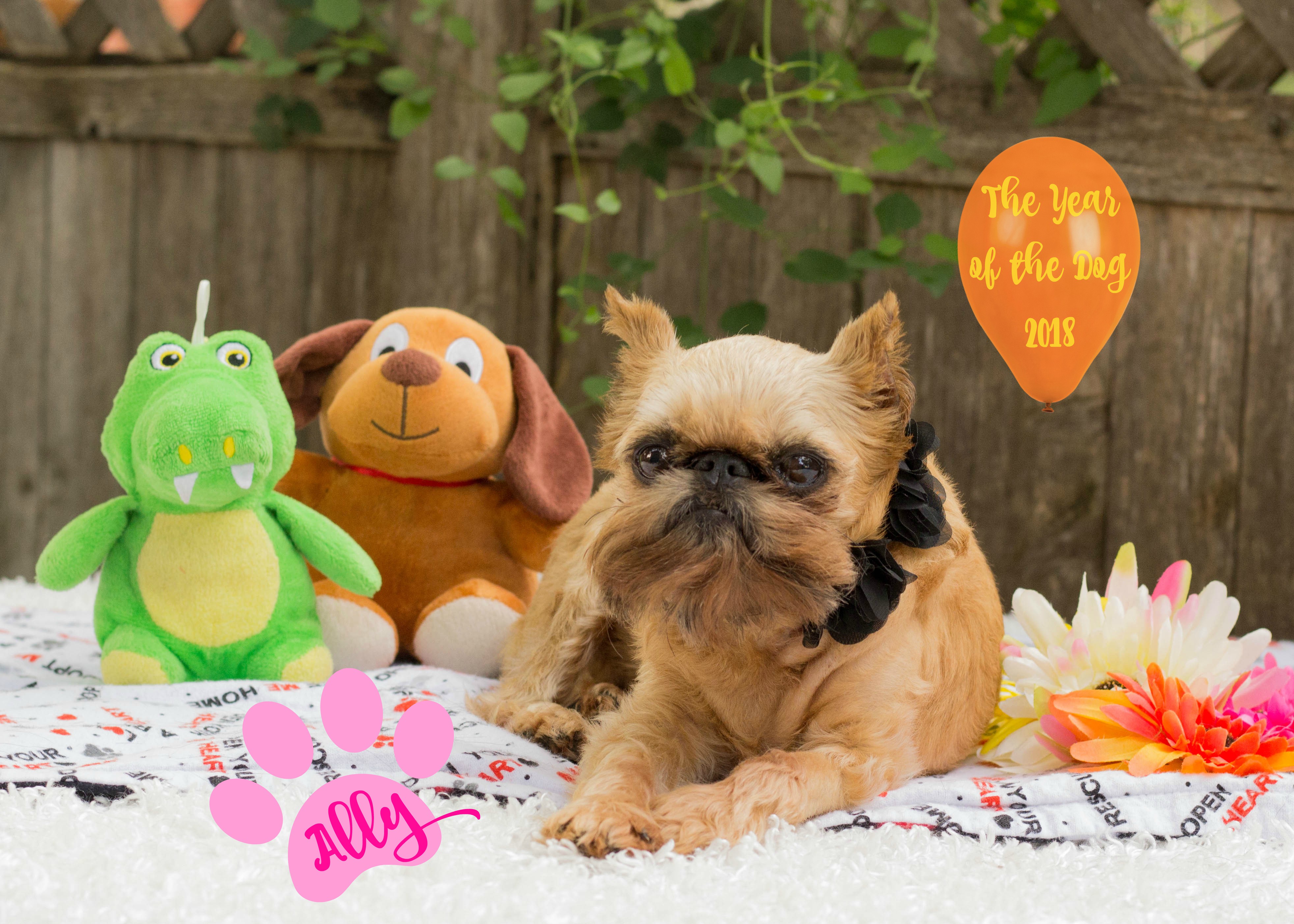 brussels griffon stuffed animal