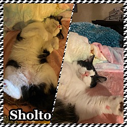 Thumbnail photo of Sholto #4