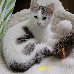 Thumbnail photo of LEFTY #2