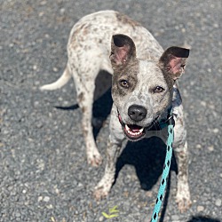 Thumbnail photo of Kiwi #4