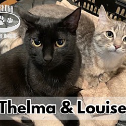 Photo of Louise - Bonded to Thelma!