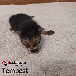 Photo of Twister Tails Litter: Tempest