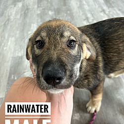 Photo of Rainwater