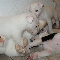 Thumbnail photo of Girl Puppies #2