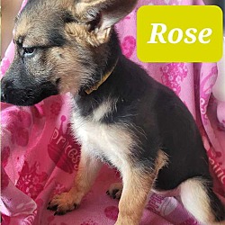 Thumbnail photo of Rose #2