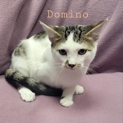 Thumbnail photo of Dominio #3