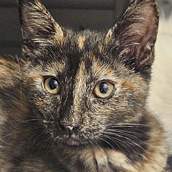 Thumbnail photo of Calypso #1