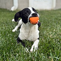 adopt a pet