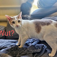 adopt a pet
