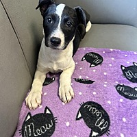 adopt a pet