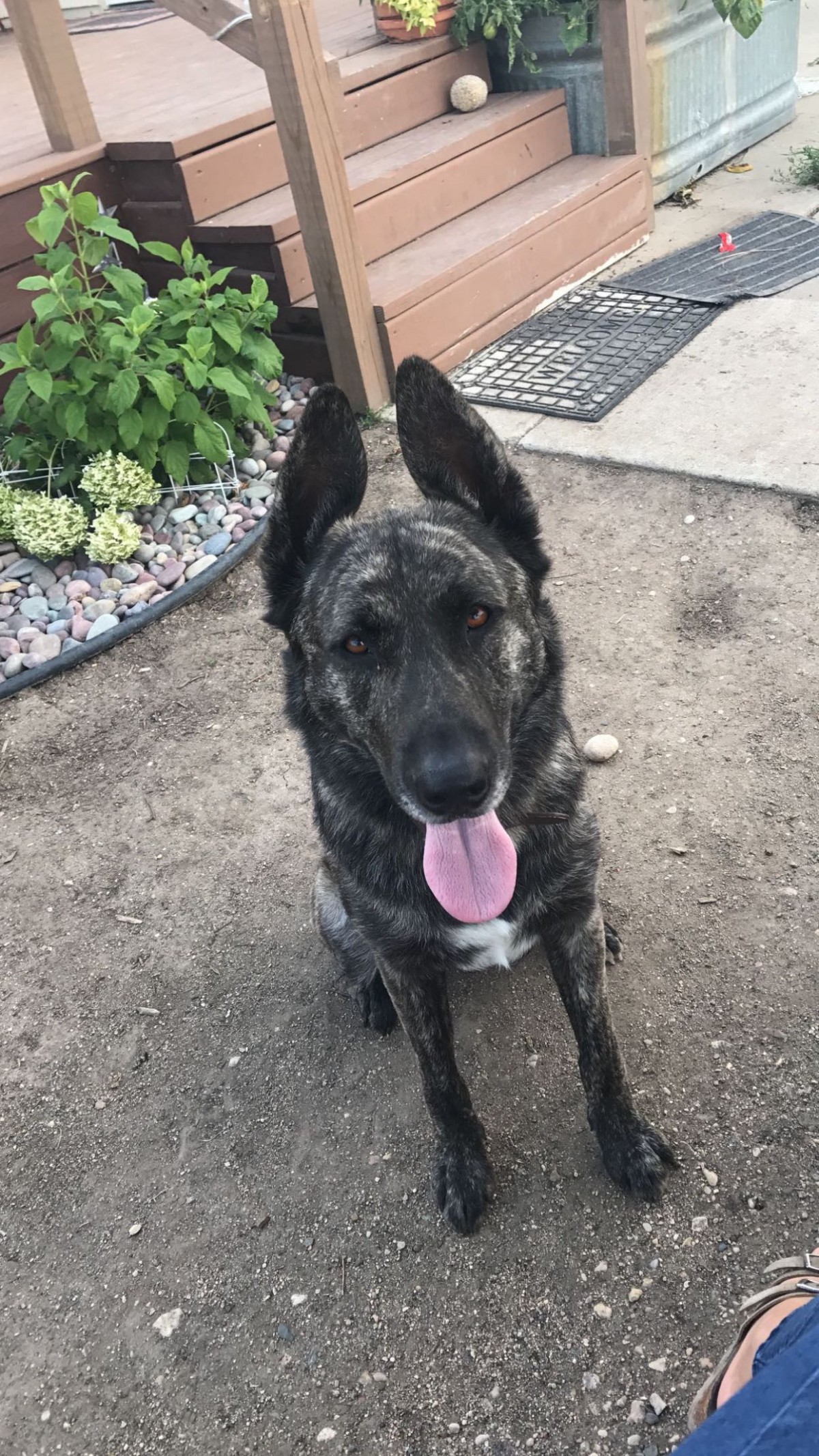 Adopt Zeus a Brindle German Shepherd Dog / Labrador Retriever / Mixed dog in Male German