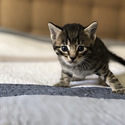 Photo of Kitten female