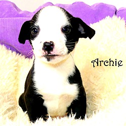 Thumbnail photo of Archie~adopted! #1