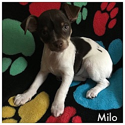 Thumbnail photo of Milo #1