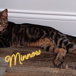 Photo of Minnow