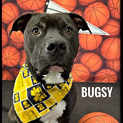 Thumbnail photo of Bugsy #2