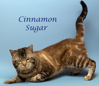 Thumbnail photo of Cinnamon Sugar #3