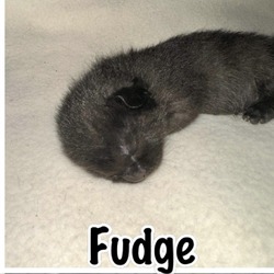 Thumbnail photo of Fudge #3