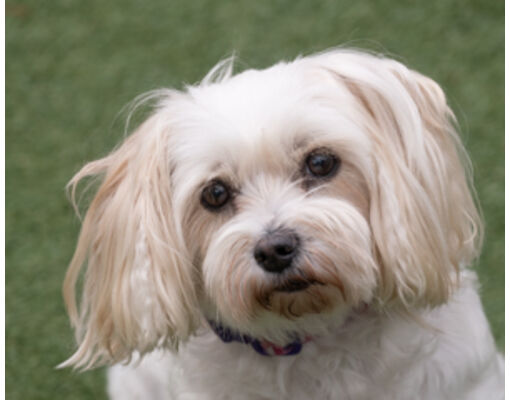 Cleveland, OH - Maltese. Meet Lilly a Pet for Adoption - AdoptaPet.com