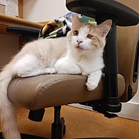 adopt a pet