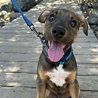 adopt a pet