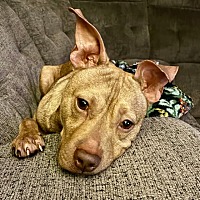 adopt a pet