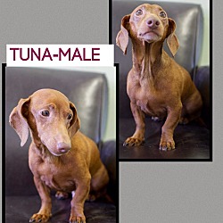 Thumbnail photo of Tuna (pom-DC) #3