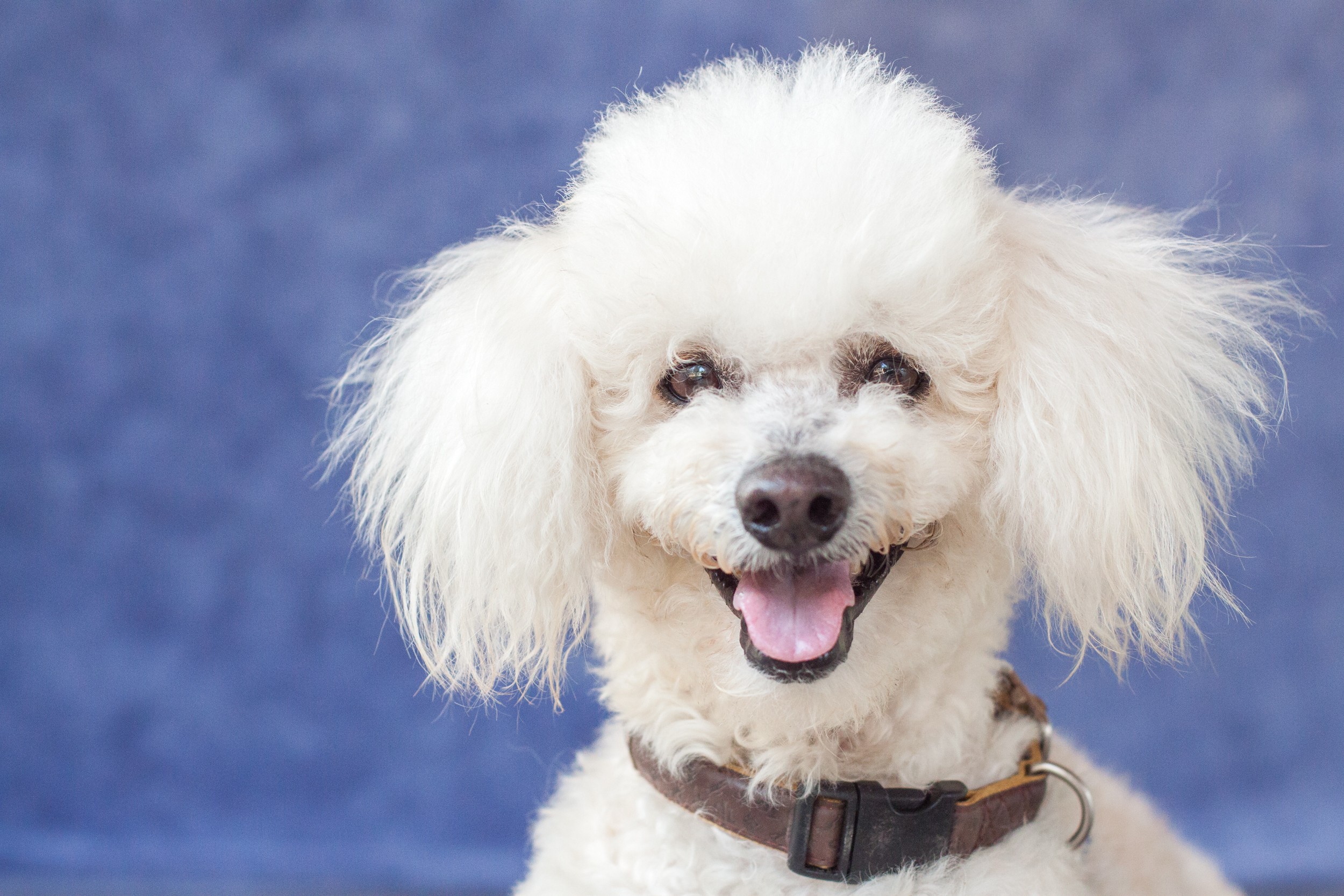 Toy Poodle Puppies Victoria Bc | Wow Blog