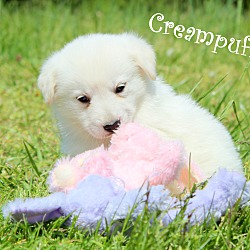 Thumbnail photo of Creampuff~adopted! #2