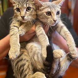 Photo of Lucia and Ayla: Sweet Kitten Sisters