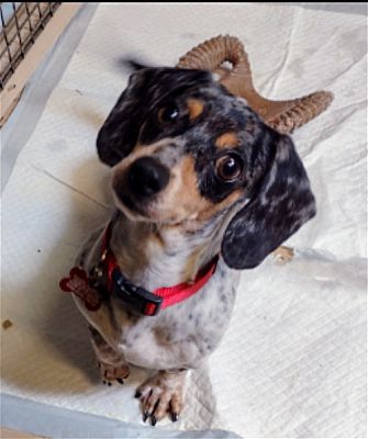 Sioux Falls, SD - Dachshund. Meet Mia a Pet for Adoption - AdoptaPet.com