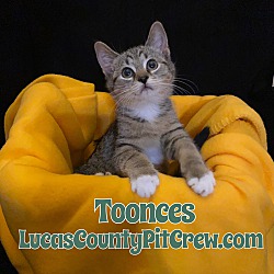Photo of Toonces