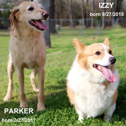 Thumbnail photo of Parker & Izzy #1