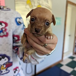 Thumbnail photo of Hoarder mom 1's pup: Smidge #1